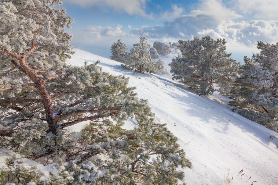 Сосна Демерджи Даниил Коржонов