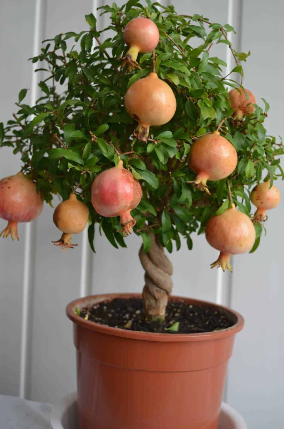 Гранат комнатный Карфаген