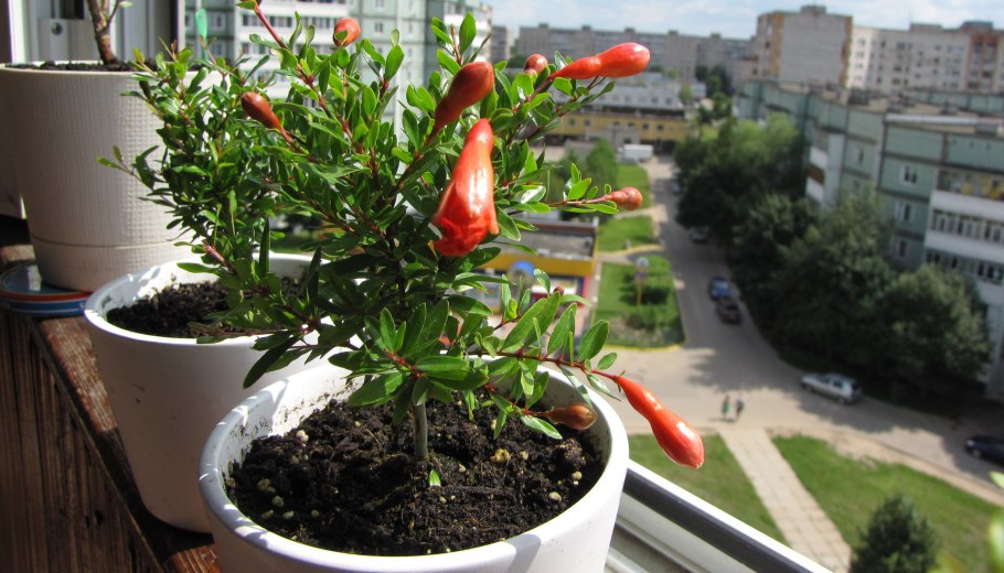 Гранат комнатный Punica granatum