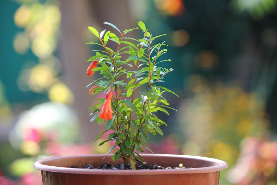 Гранат Карфаген бонсай