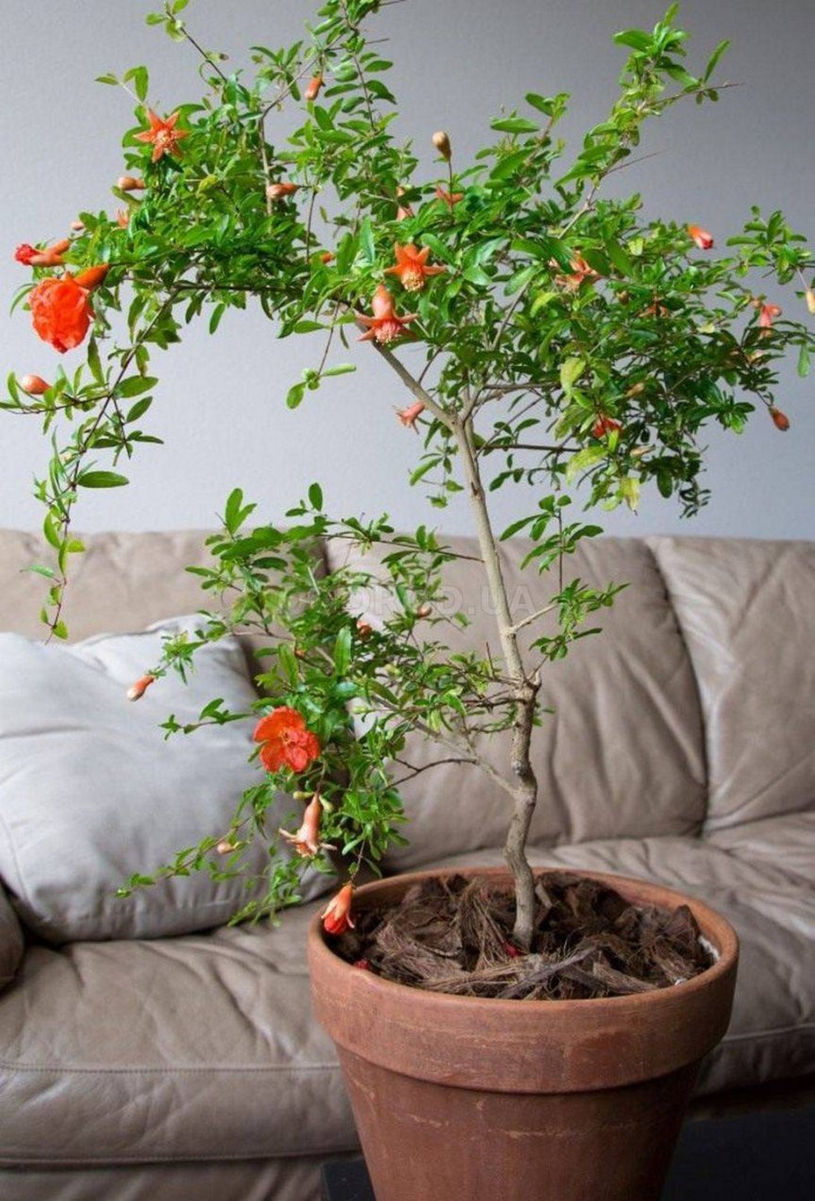 Карликовый гранат Punica granatum