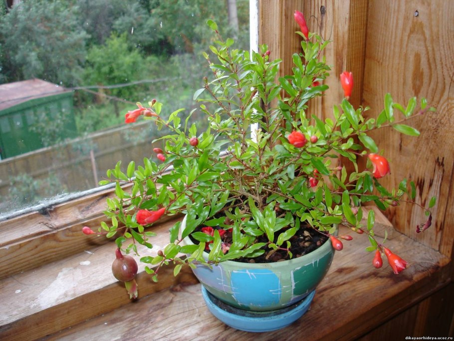 Гранат комнатный Punica granatum