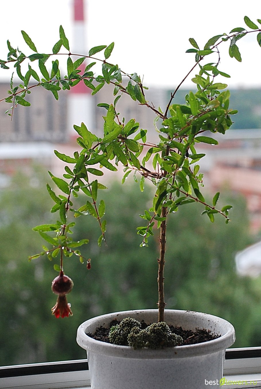 Гранат комнатный семена