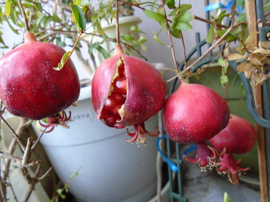 Карликовый гранат бонсай