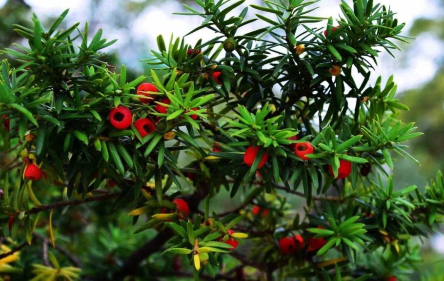 Nyssaceae Nyssa sylvatica