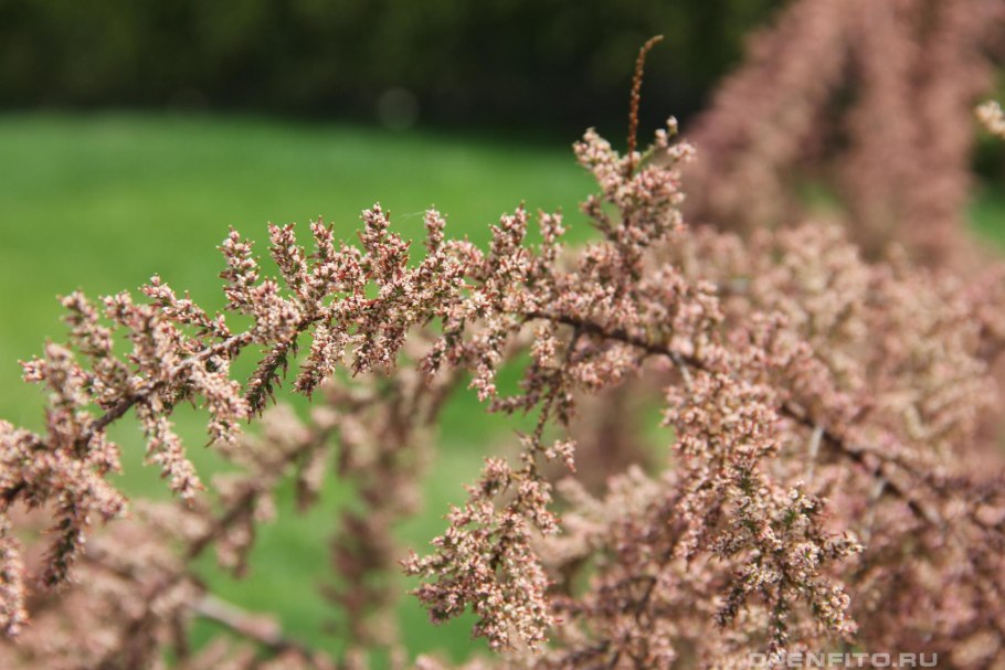 Нисса цветы