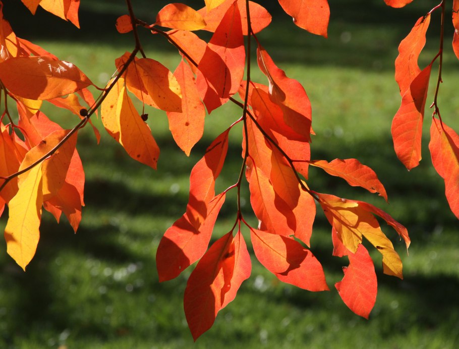 Нисса Лесная