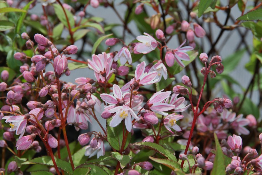 Вороний глаз цветет