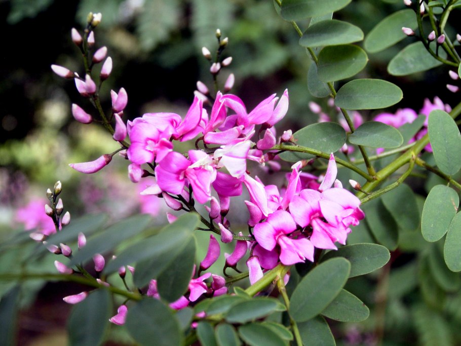 Индигофера Жерара