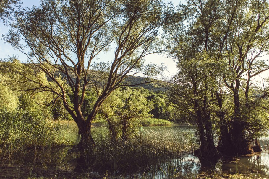 Осока парвская в парке