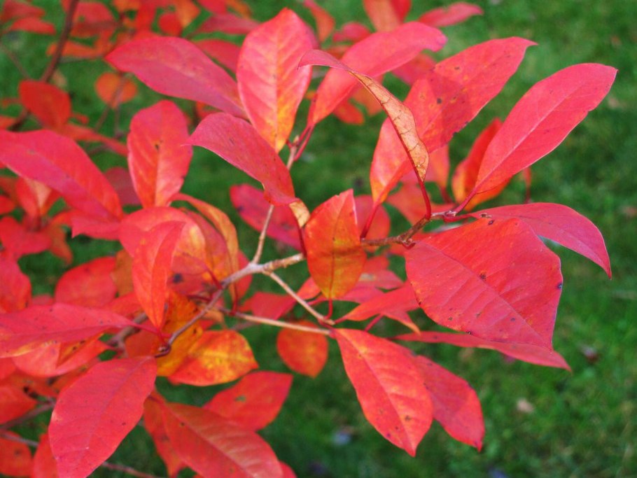 Нисса Лесная лист