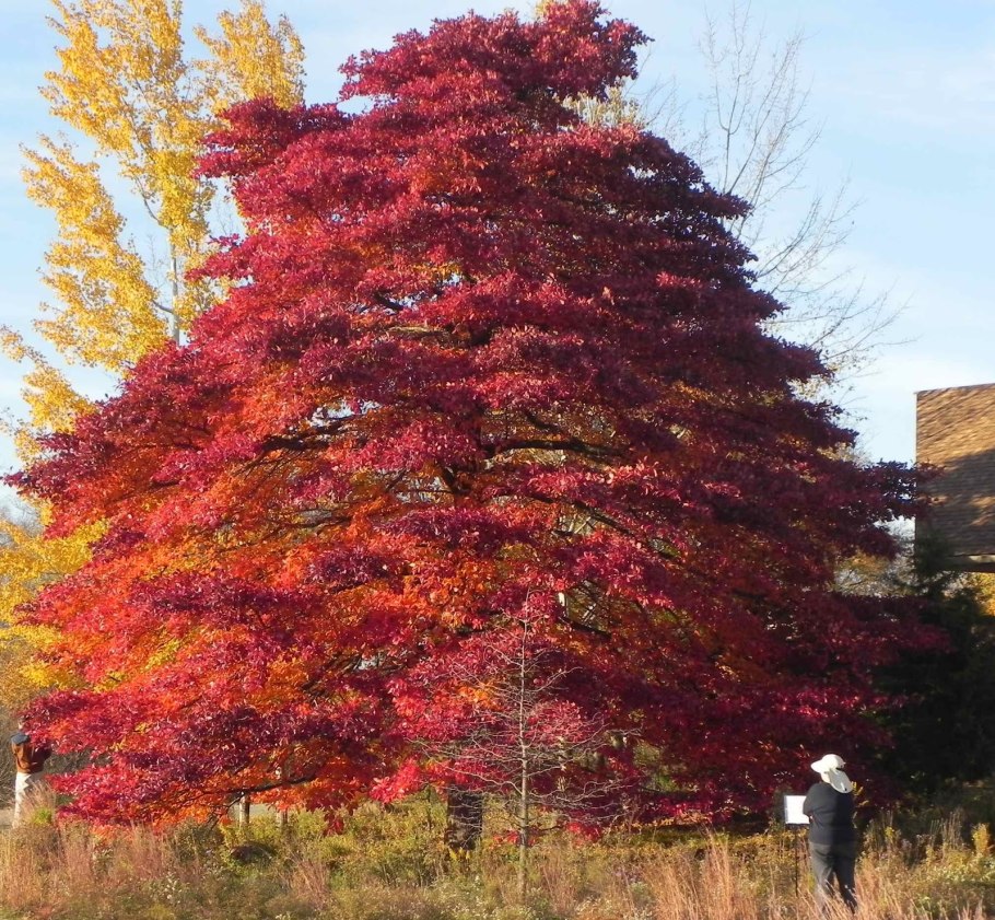 Нисса Лесная