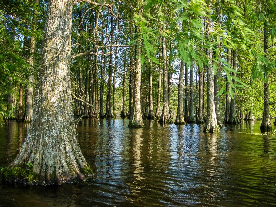 Black Tupelo дерево