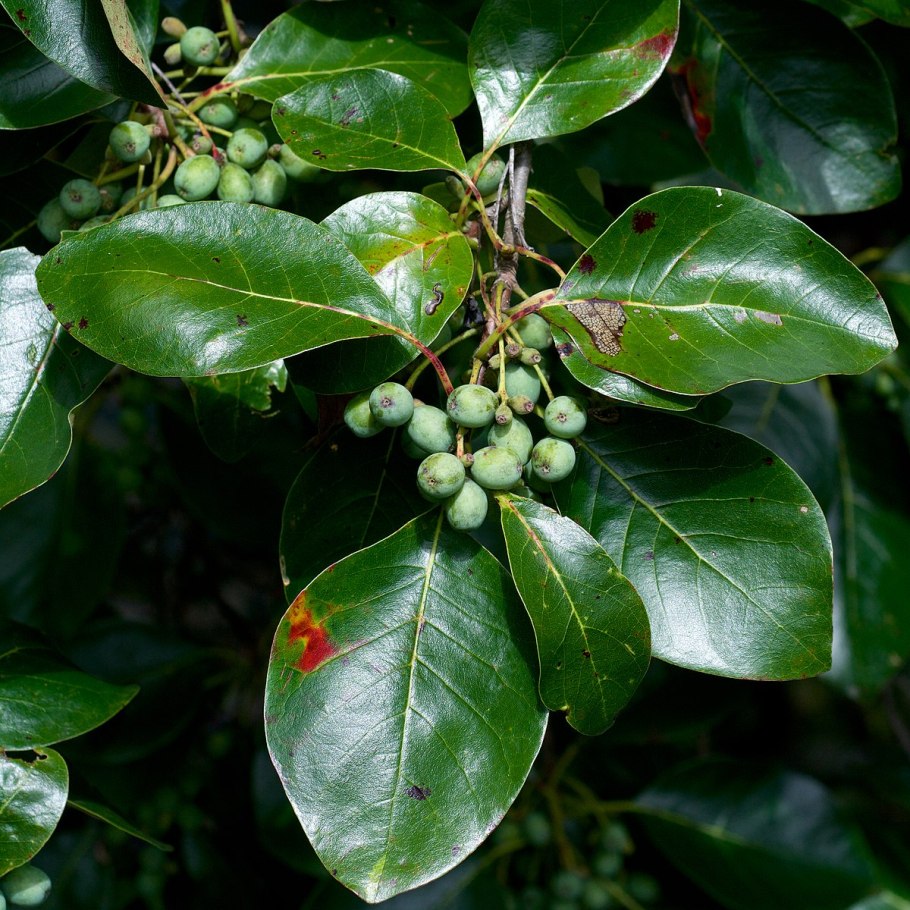 Nyssa sylvatica листья