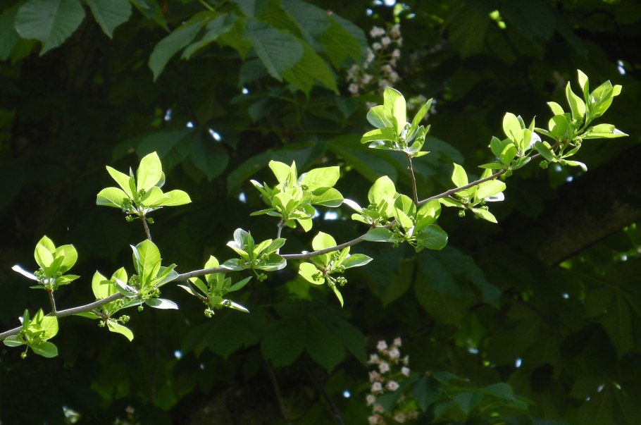 Лавровишня Цветущий куст