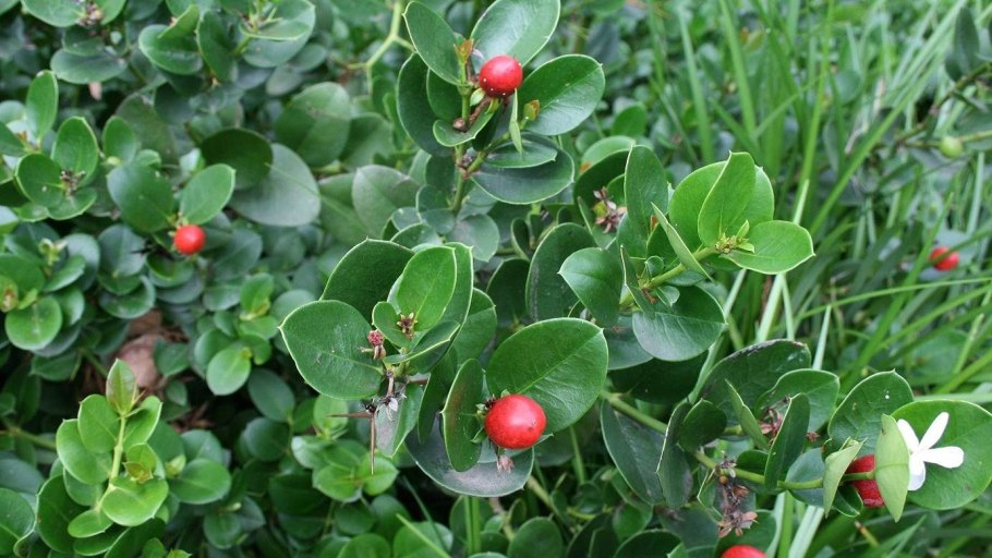 Нисса Лесная семена