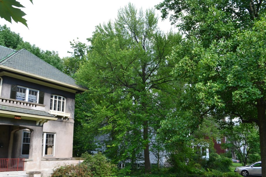 Клетра ольхолистная