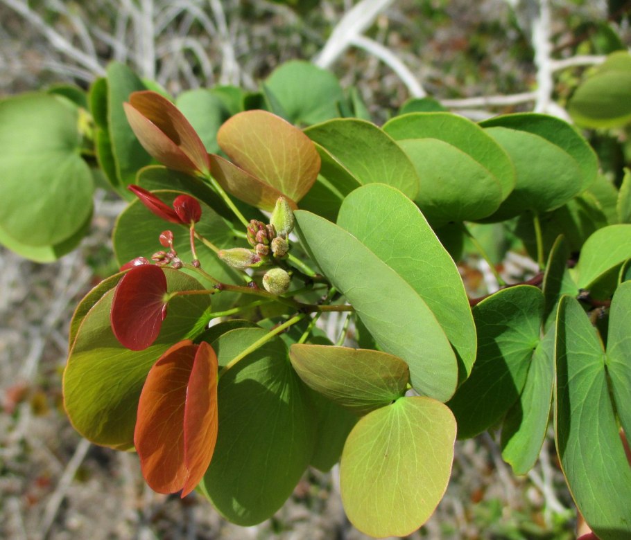 Bauhinia hookeri