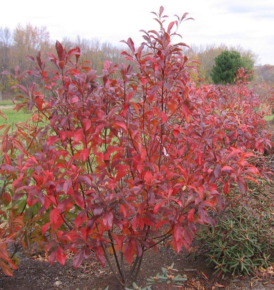 Нисса Лесная лист