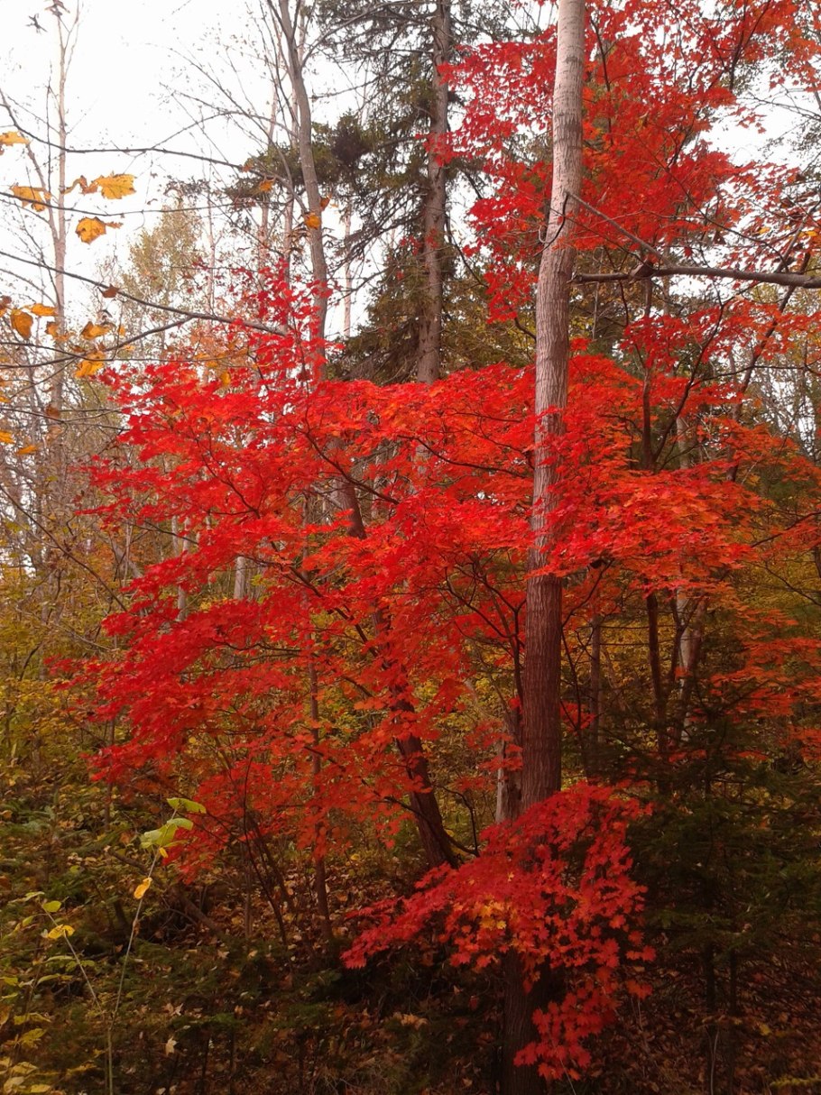 Нисса водная