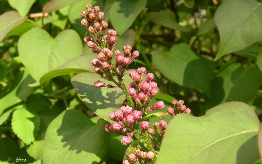 Лагерстремия индийская куст