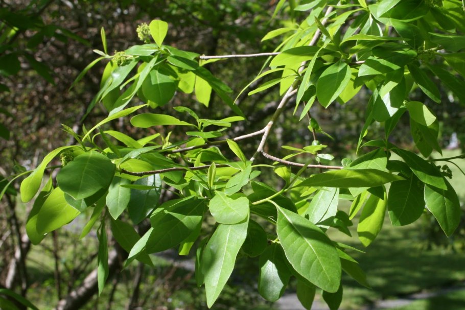 Нисса Лесная