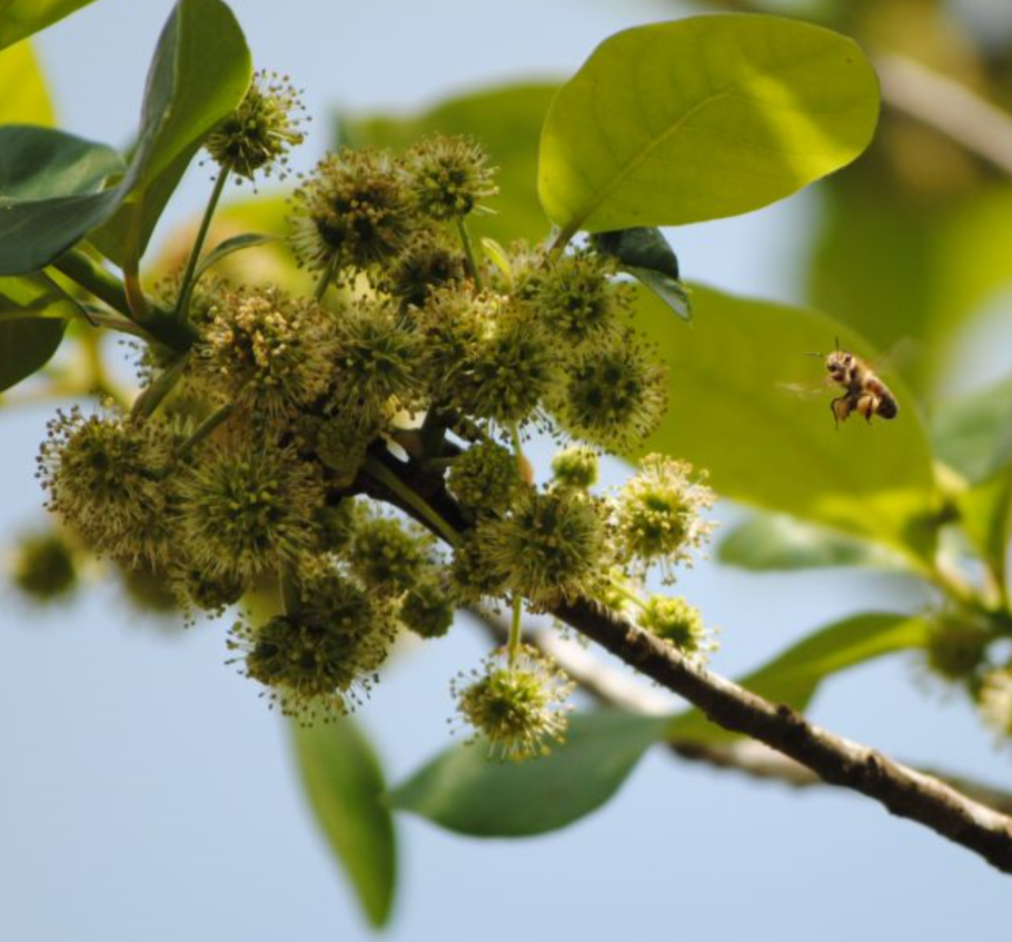 Тисс ягодный кора