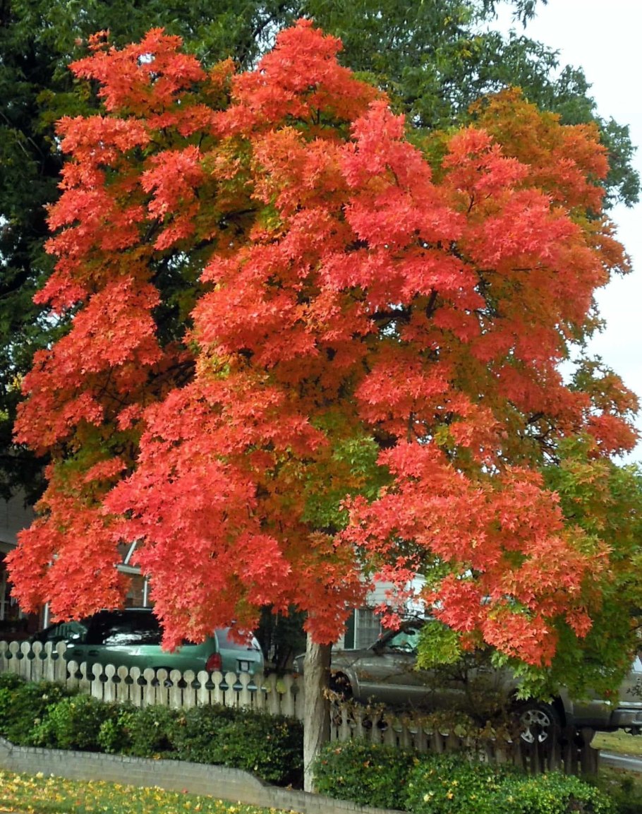 Нисса Лесная зимостойкость