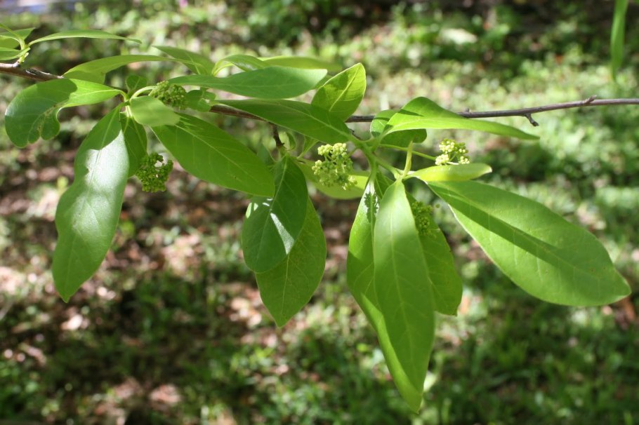 Нисса цветы