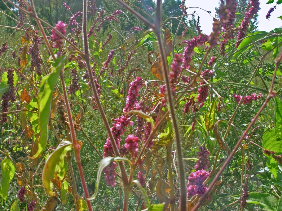 Нисса Лесная