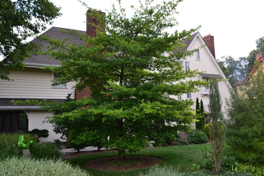 Тимьян ползучий Мэджик карпет