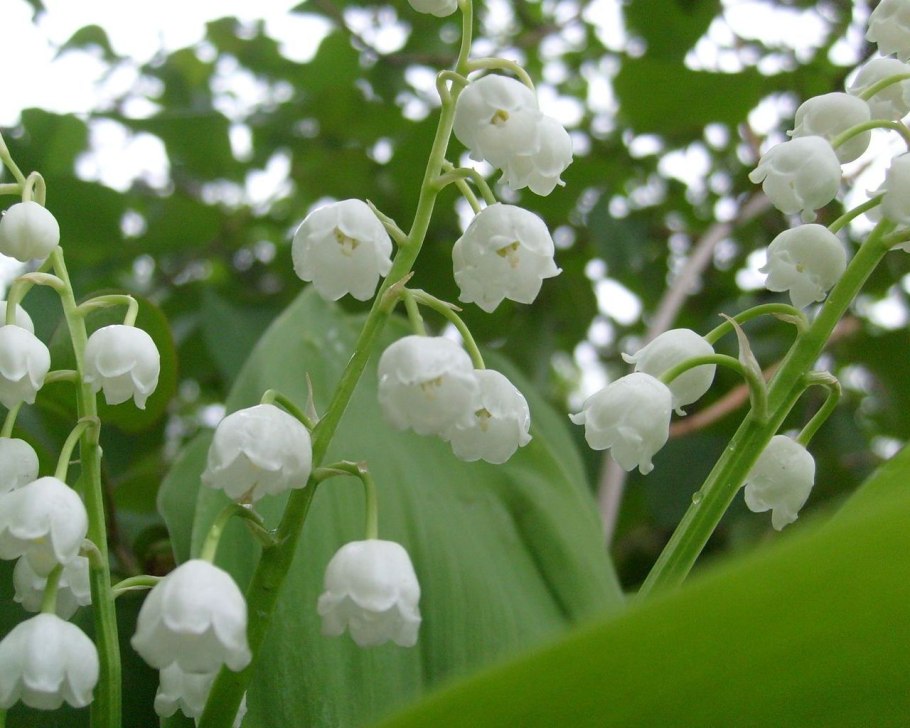 Ландыши майские