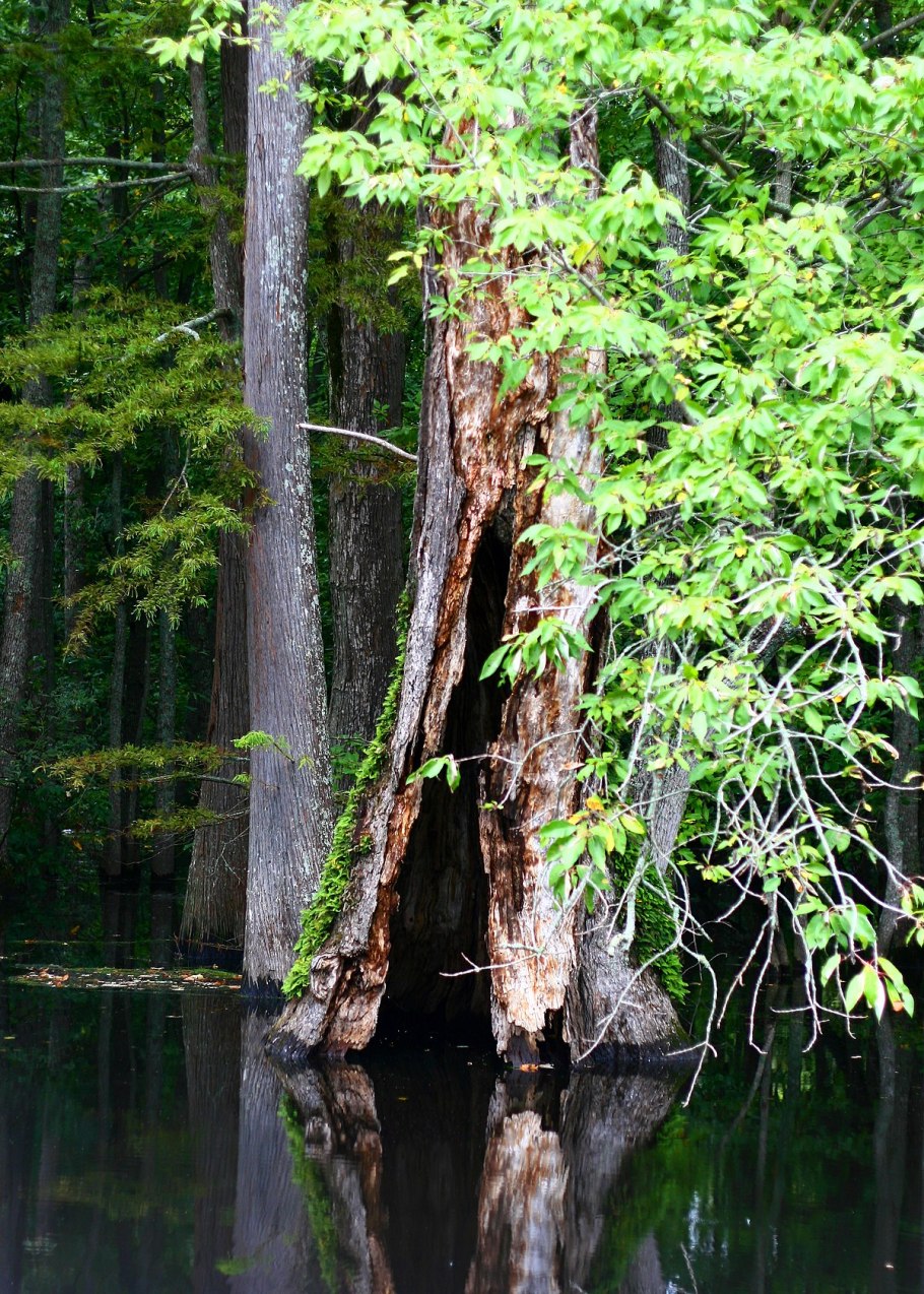 Нисса Лесная зимостойкость
