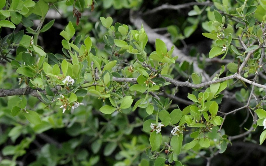 Куст Карисса дори