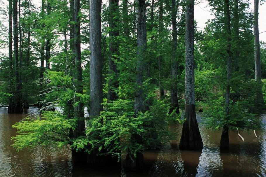 Black Tupelo дерево