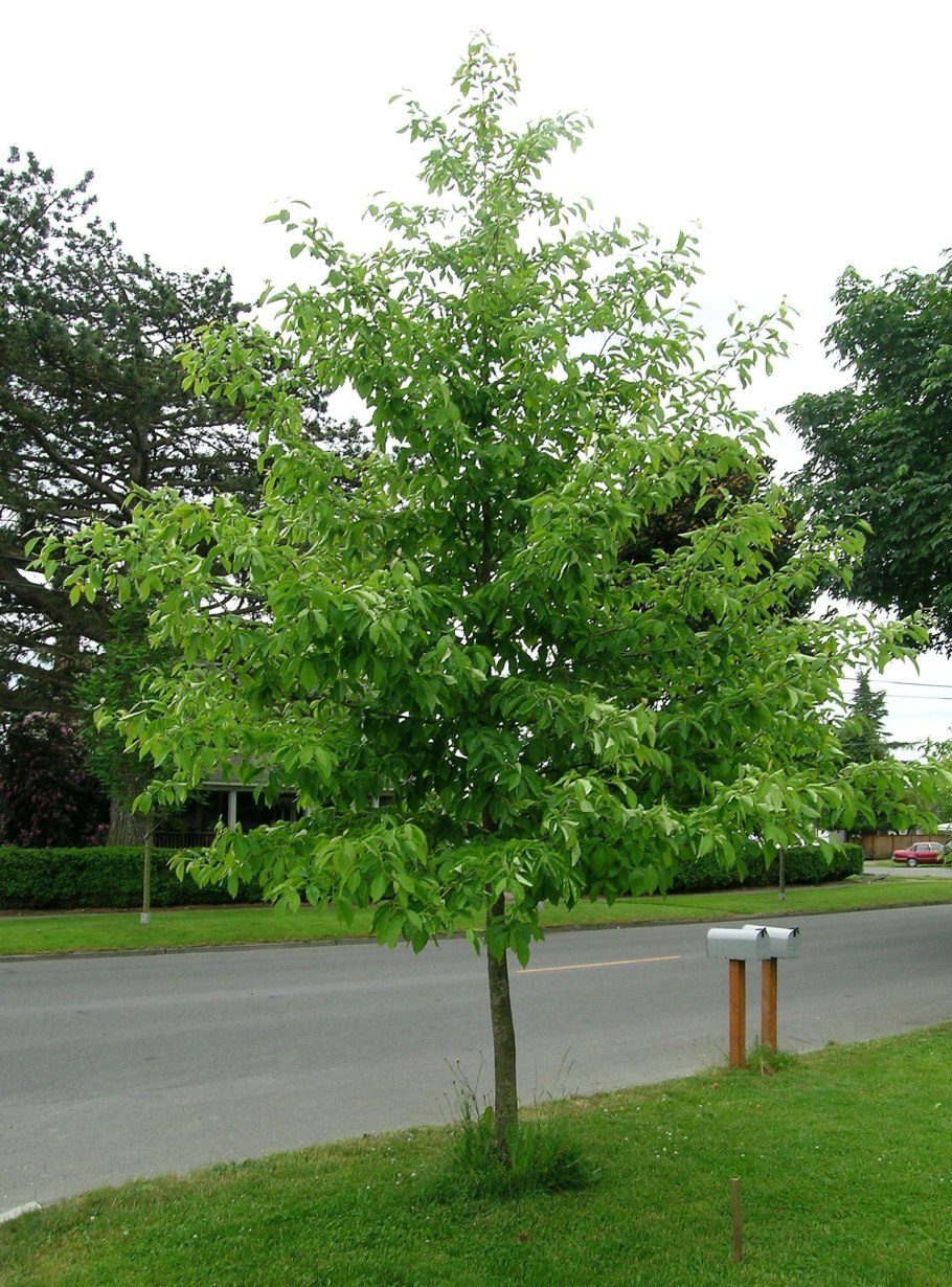 Нисса водная зимостойкость