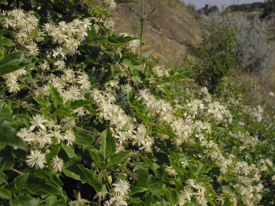 Клематис виноградолистный