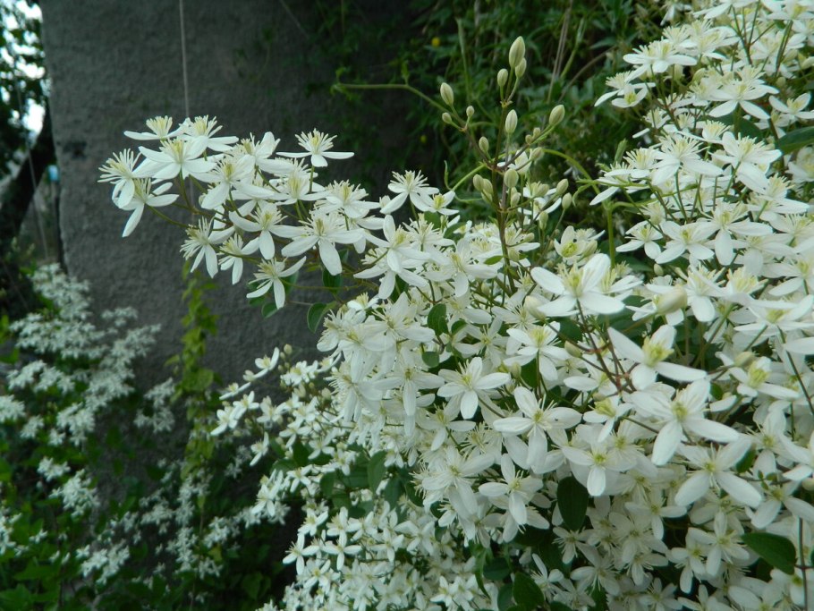 Клематис Ломоносова