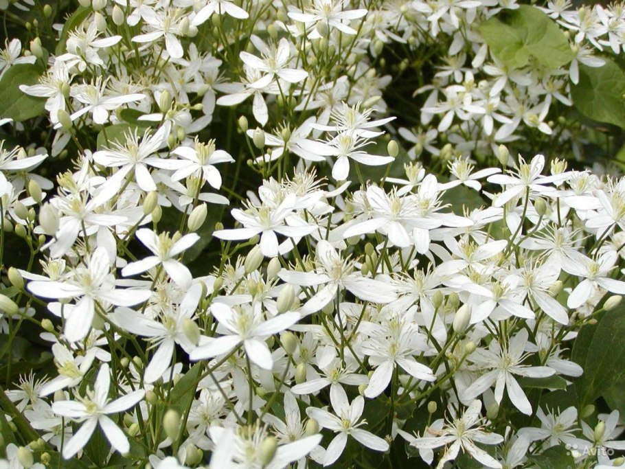 Клематис Альпийский. 'Praecox'