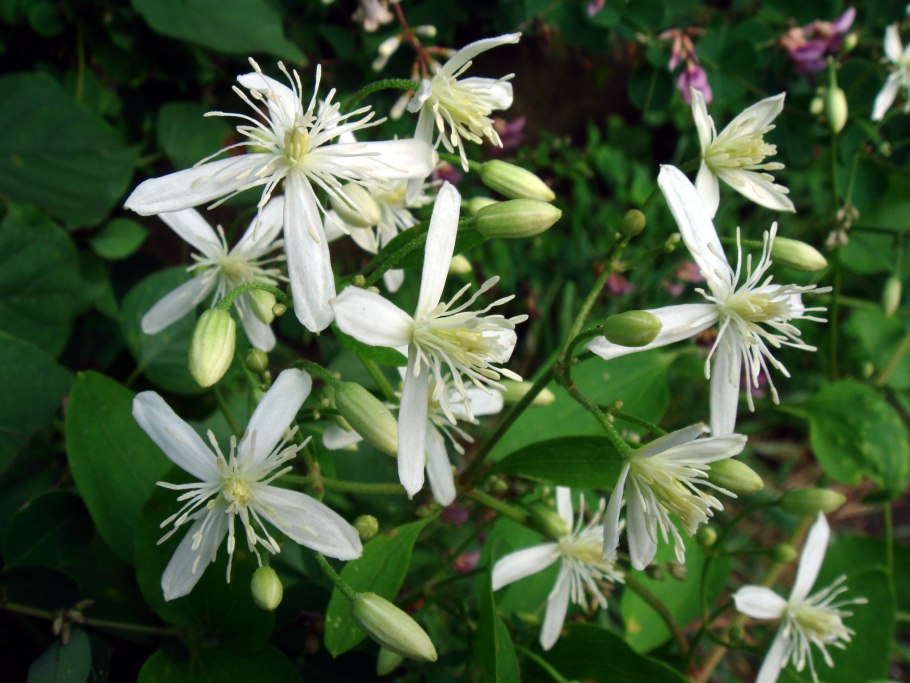 Ломонос цельнолистный фото