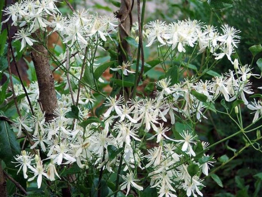 Клематис белый мелкоцветковый ароматный