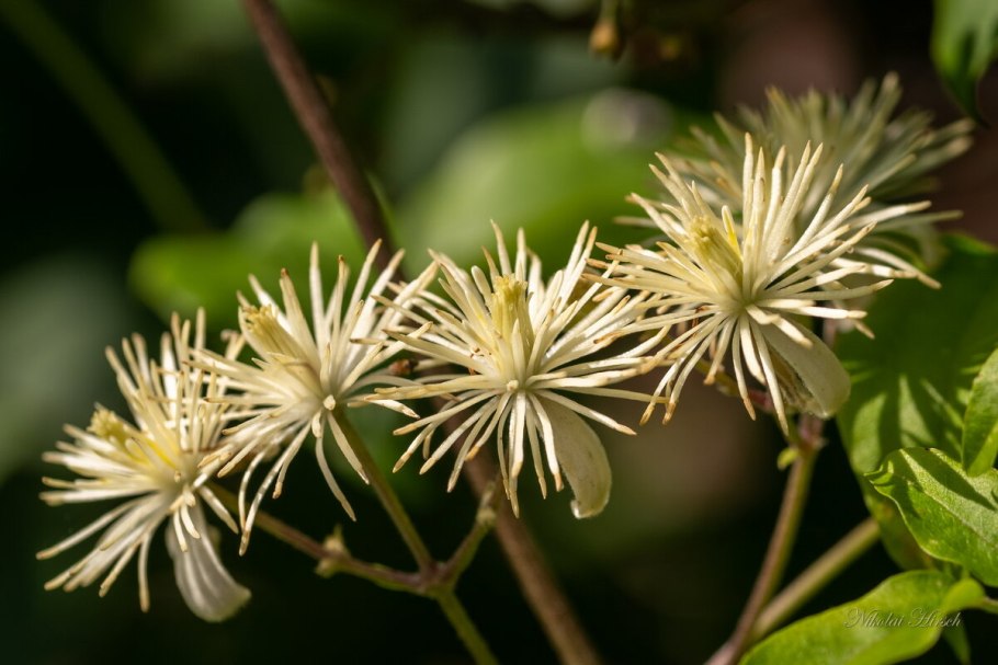 Клематис Амурский