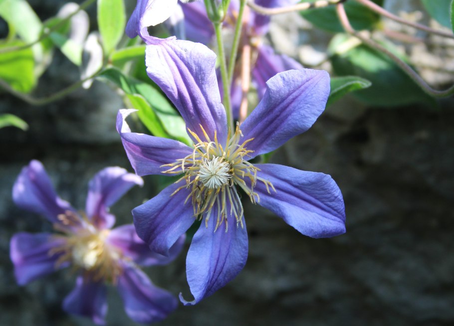 Клематис Интегрифолия