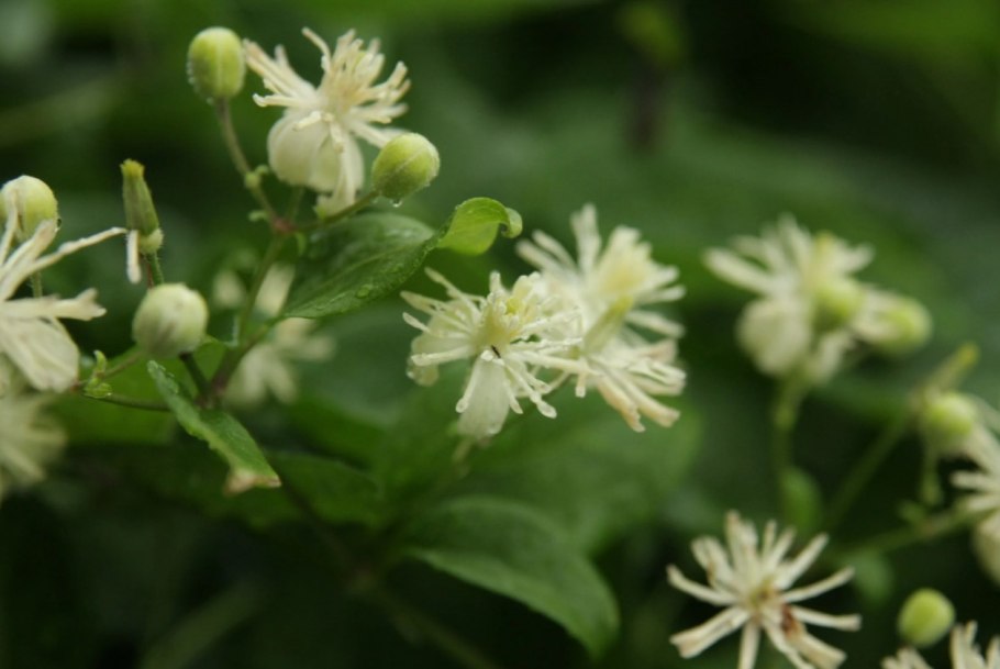 Ломонос виноградолистный