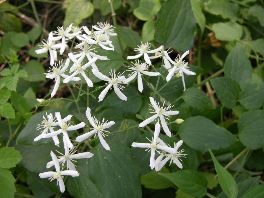 Клематис Ломонос осенний