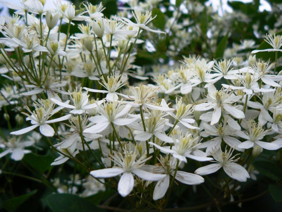 Клематис ломонос