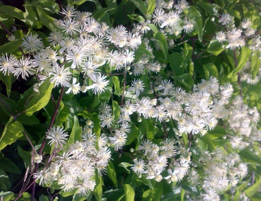Ломонос виноградолистный Clematis vitalba