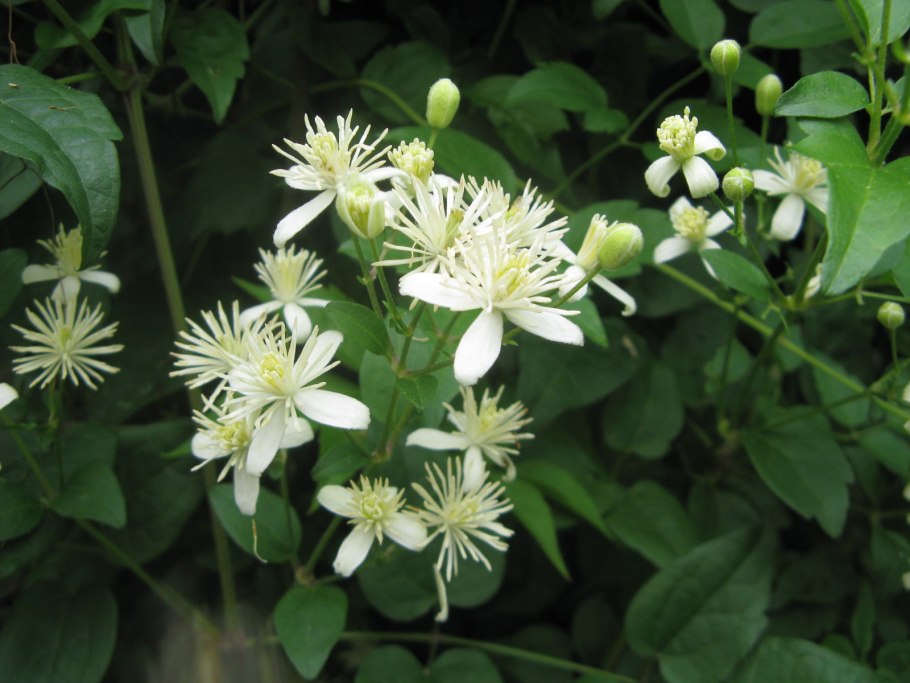 Клематис ломонос виноградолистный