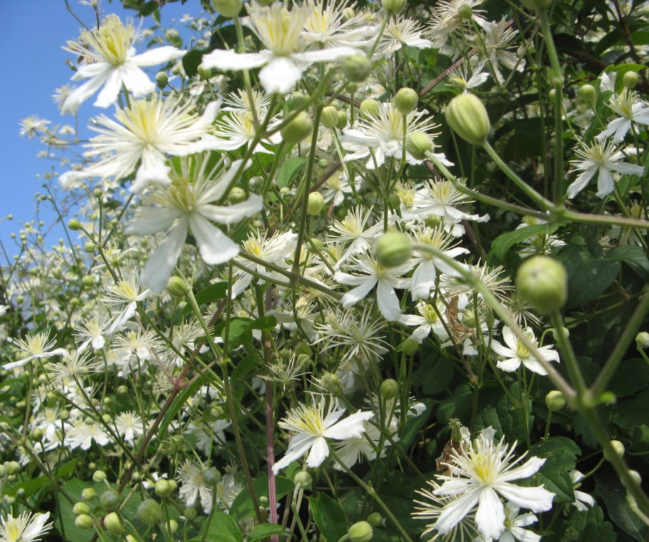 Клематис ломонос жгучий