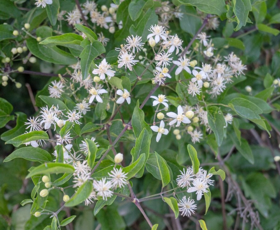 Клематис виноградолистный